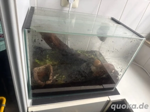 3 Achatschnecken mit Terrarium zu verschenken