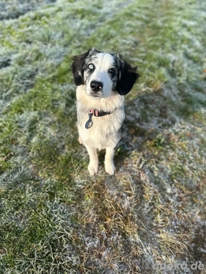 Australien Sheperd Hündin (Aussie mix)