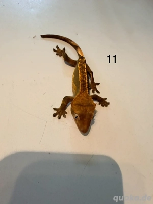 Kronengecko Jugtiere Bild 4