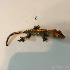Kronengecko Jugtiere Bild 2