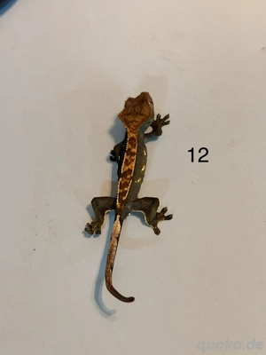 Kronengecko Jugtiere Bild 3