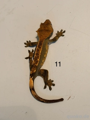 Kronengecko Jugtiere Bild 6