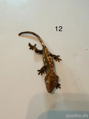 Kronengecko Jugtiere Bild 7