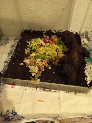 Achatschnecken "White Jade"