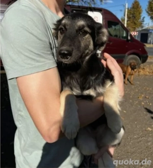 Ella   ein junges Hundemädchen voller Hoffnung und Lebensfreude