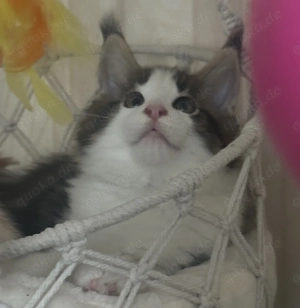 Maine Coon Kitten, Junge 