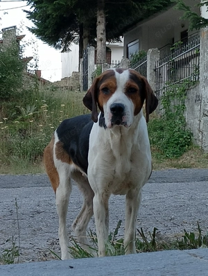 Lilly, liebevolle, traue, freundliche Hündin, sucht neues Zuhause