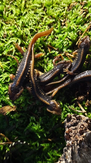 Tylototriton shanjing NZ25