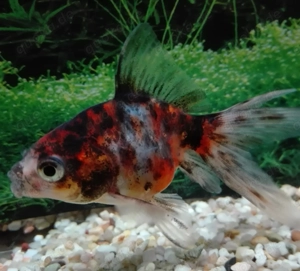 Schleierschwanz Calico