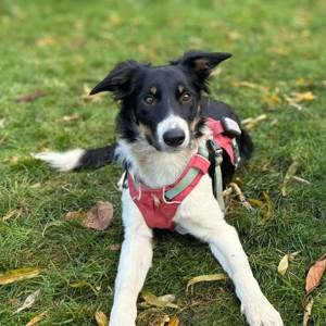Molly - kinderlieb und katzenverträglich 