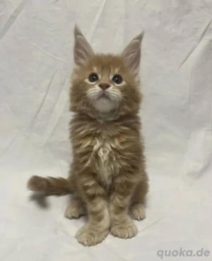 Ragdoll Und Maine Coon -Kätzchen (Reinrassig)!
