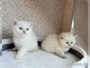 Bkh Kitten mit Stammbaum