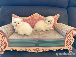 Bkh Kitten mit Stammbaum Bild 6