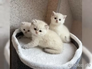 Bkh Kitten mit Stammbaum Bild 2