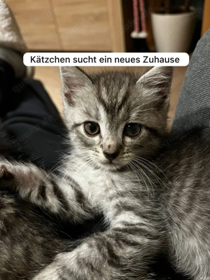 Katzen suchen ein neues Zuhause 