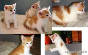 katzen babys suchen zuhause 