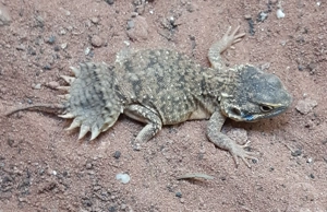 Taylor's Biberschwanzagame