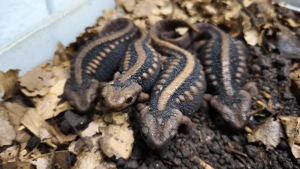 Tylototriton shanjing 