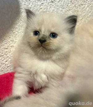 Ragdoll Katzenbabys