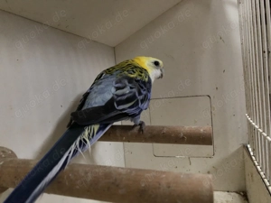 Blasskopfrosella Henne Bild 2