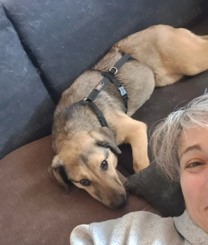 Alice, 5 Monate, ideal als Zweithund, wird ca. 50 cm