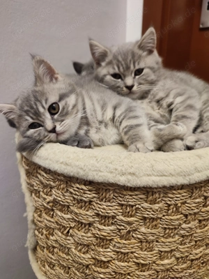 BKH Kitten zu verkaufen 