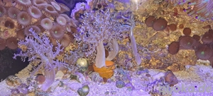 Capnella imbricata Bäumchenweichkoralle, Keniabäumchen