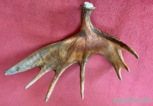 Abwurfstange Elch Geweih 2,3 kg