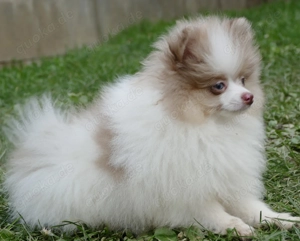 Zuckersüsser Zwergspitz Pomeranian in weiss-lilac mit blauen Augen  
