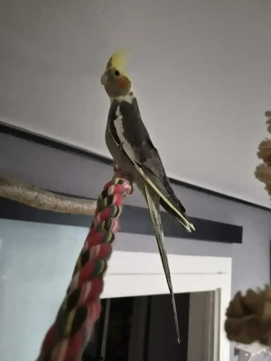 Nymphensittiche 3 Monate und entwöhnt