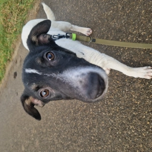 Fred, 5 Monate, wird ca. 50 cm