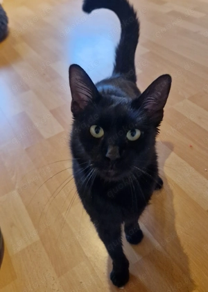 Schmusi, 3 Jahre, lieb, in Wohnungshaltung od. Freigang