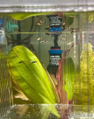 Black & White Mollys 