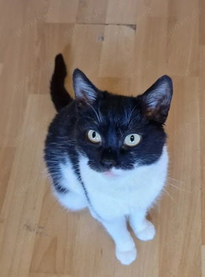 Tini, 2 Jahre, lieb, verschmust