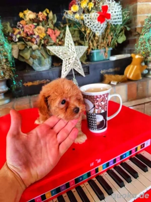 Reinrassige Maltipoo welpen 