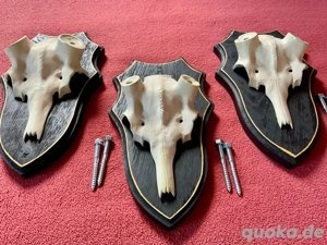 3 Trophäenbretter mit Aluschädel