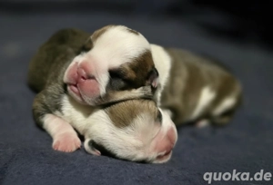 New English Bulldog 