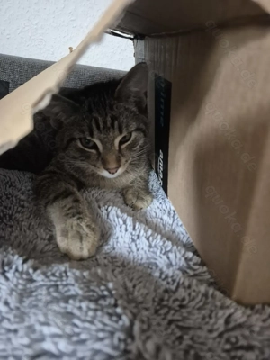 Zwei kleine Kater suchen ihr Für-Immer-Zuhause