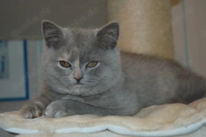 Reinrassiges BKH Kätzchen in blau-tortie