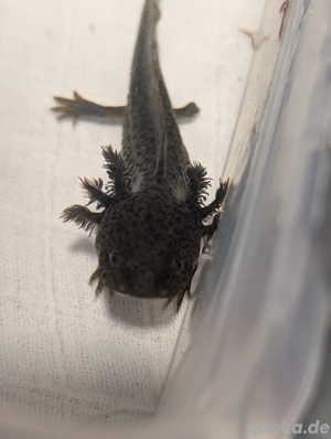 Axolotl Jungtiere BD frei 12-15cm Verschiedene Farben 