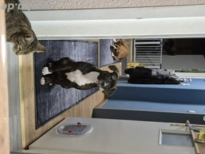 Ich Verkaufe meine Hündin