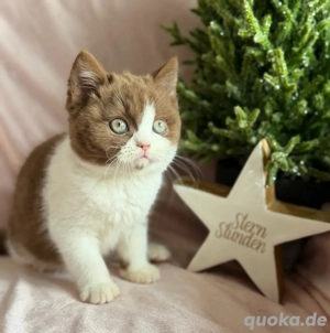 BKH Kitten   Katzen