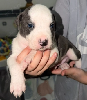 Noch 1 Rüde in liebevolle Hände abzugeben .American Bully Mix 