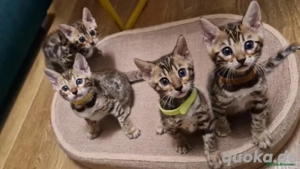 Hauseigene Katzenzucht. Alle Katzen leben im Haus.