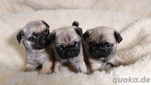 Mopswelpen,wunderschöne Mops Welpen