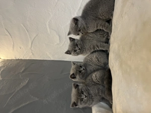 Britisch Kurzhaar Kitten