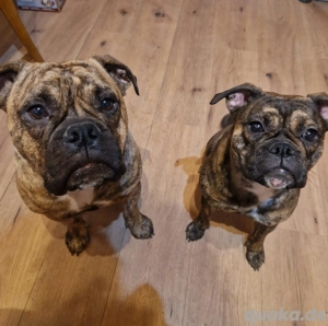 Wurf Ankündigung alternativ bulldoggen