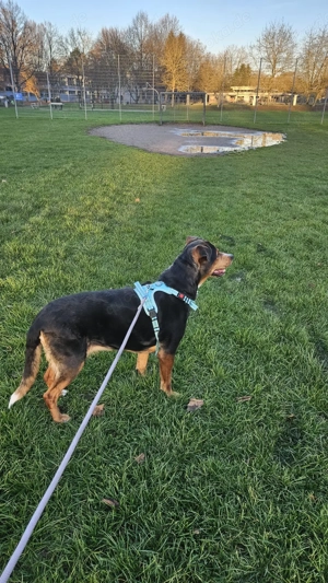 Hündin Leyla sucht ihr neues zu hause 