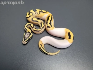 1.0 Enchi Pastel Desert Ghost Pied 