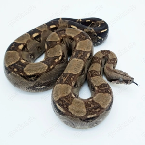 Tausche oder verkaufe Boa constrictor imperator 